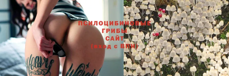 omg маркетплейс  Бирюч  Псилоцибиновые грибы Cubensis 